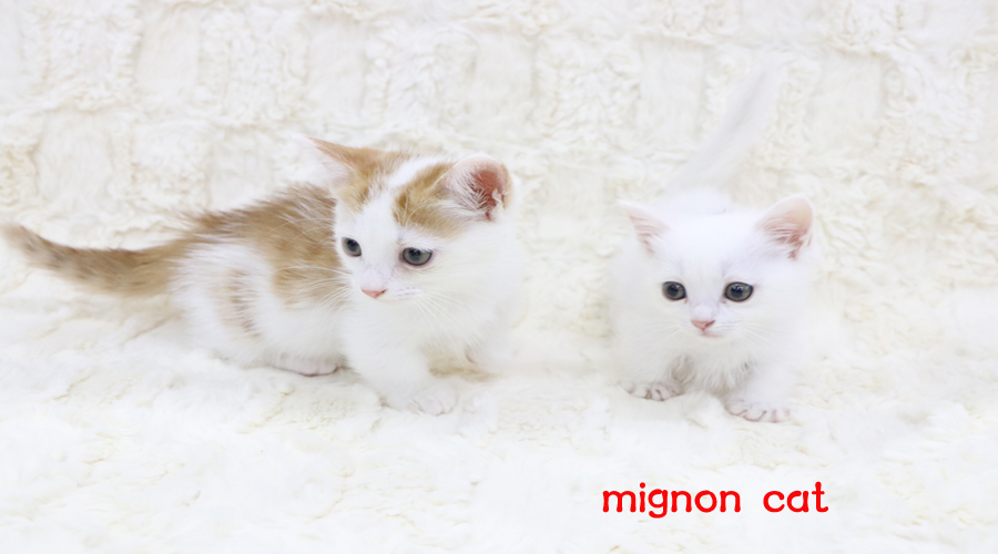 ff51751ffe0aa14da9a19aaaff3f79a6_1531539272_15.jpg